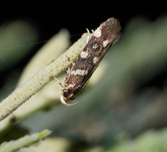 Macrobathra myriophthalma