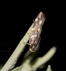 Macrobathra myriophthalma