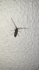 Agapanthia annularis