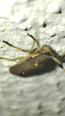Agapanthia annularis