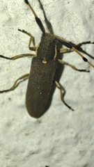 Agapanthia annularis