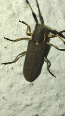 Agapanthia annularis
