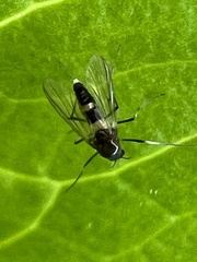 Cricotopus bicinctus