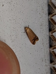 Tachystola hemisema