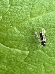 Cricotopus bicinctus