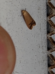 Tachystola hemisema