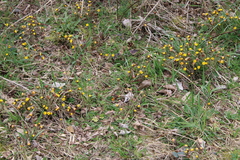Tussilago farfara