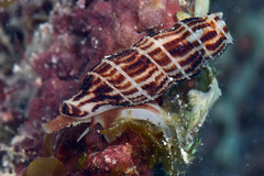 Caducifer decapitatus