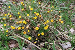 Tussilago farfara