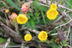 Tussilago farfara