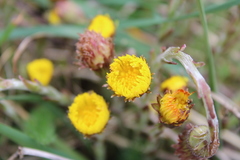 Tussilago farfara