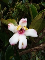 Blakea quadrangularis