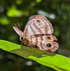 Euptychia