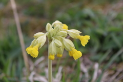 Primula veris
