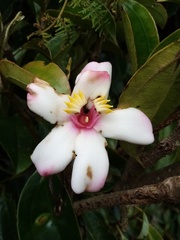 Blakea quadrangularis