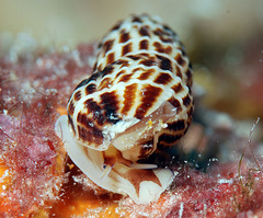 Caducifer decapitatus