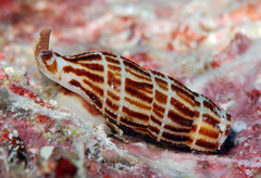 Caducifer decapitatus