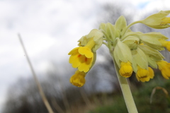 Primula veris