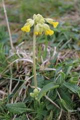 Primula veris
