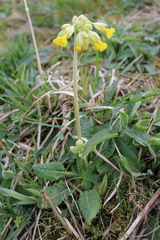 Primula veris