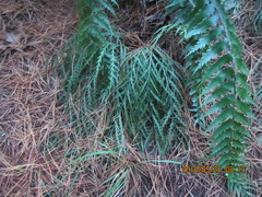 Asplenium flaccidum flaccidum