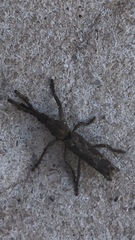 Ulocerus mexicanus