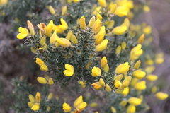 Ulex europaeus