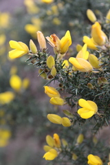 Ulex europaeus