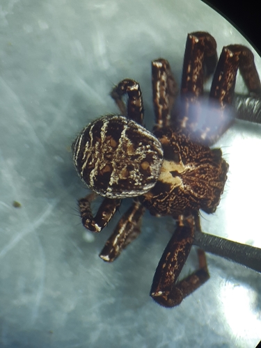 Xysticus acerbus