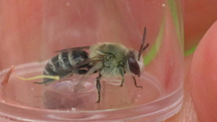 Colletes titusensis