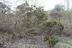 Ulex europaeus