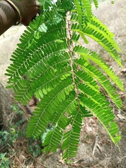 Parkia biglobosa