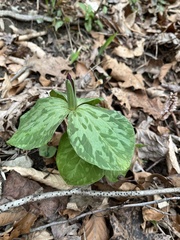 Trillium sessile