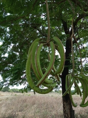 Parkia biglobosa