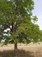 Parkia biglobosa