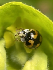 Adalia decempunctata