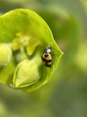 Adalia decempunctata