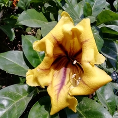 Solandra maxima