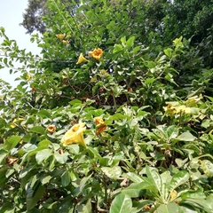 Solandra maxima