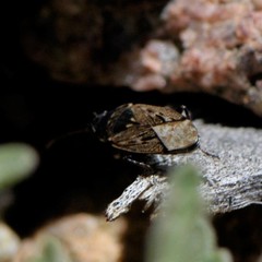 Sphragisticus nebulosus