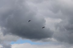Haematopus ostralegus