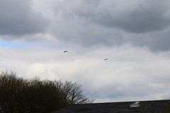 Haematopus ostralegus
