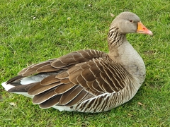 Anser anser