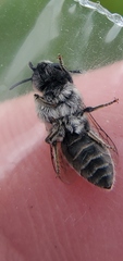 Colletes titusensis