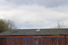 Haematopus ostralegus