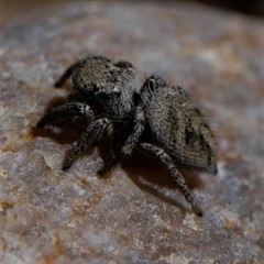 Habronattus coecatus