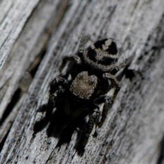Habronattus klauseri