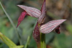 Serapias × todaroi