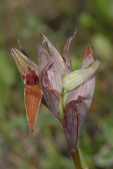 Serapias nurrica