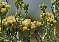 Senecio filaginoides